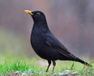 Skärmavbild 2023-05-16 kl. 12.28.37